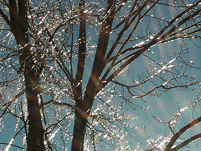 shallow focus photography of bare tree thumbnail
