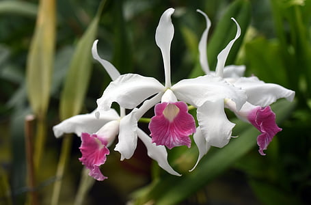 selective focus photo of white-and-pink petaled flowers thumbnail