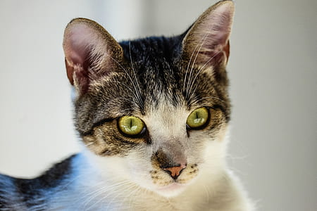 silver tabby cat thumbnail
