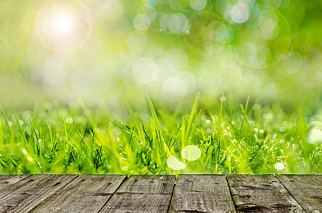 green grasses digital wallpaper thumbnail