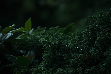 selective focus photography of green leafed plants thumbnail