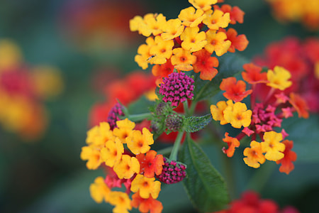 assorted-color flowers shallow focus photography thumbnail
