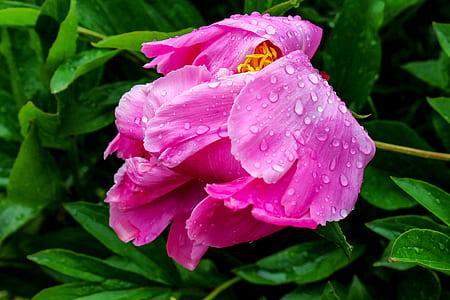 close-up photo of pink peony flower with water droplets thumbnail
