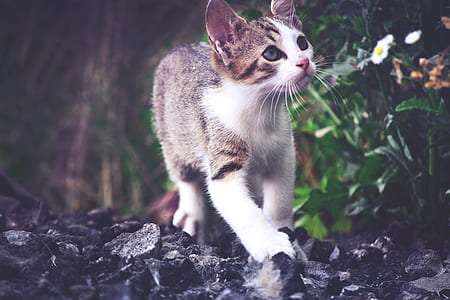 brown tabby kitten thumbnail