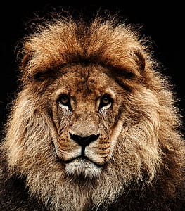 lion with black background thumbnail