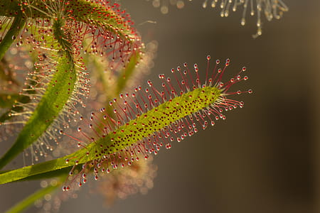 Red and Green Leaf Plant thumbnail