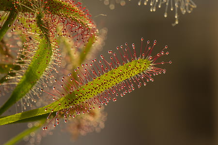 selective focus photo of a plant nectar thumbnail