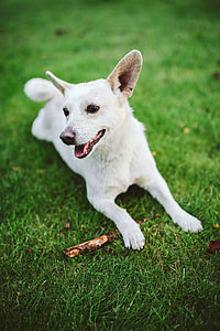 Dog playing with stick thumbnail