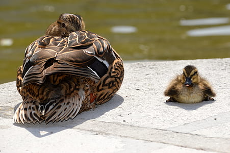 brown duck and duckling near body of water at daytime thumbnail