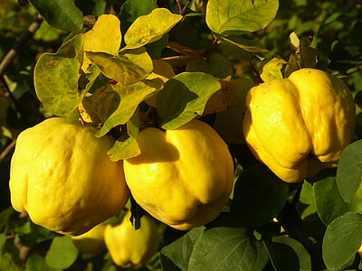 three yellow bell peppers thumbnail