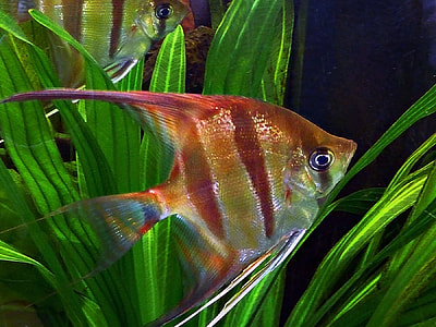orange and white fish thumbnail