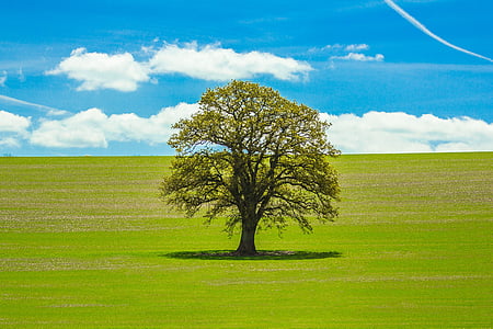 green leafed tree on grass field thumbnail