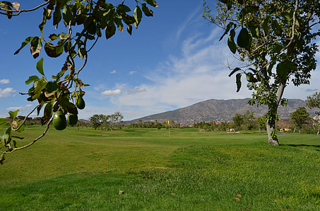 green avocado tree under blue sky during daytime thumbnail