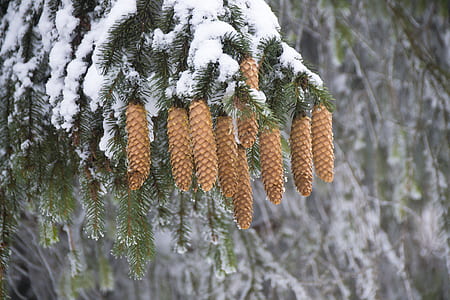 cold, snow, nature, trees thumbnail