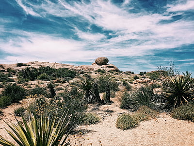 brown rock surrounded by plants thumbnail