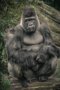 black gorilla sitting on log near green leafed trees thumbnail