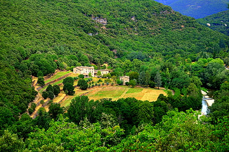 Bird's Eye View of Trees thumbnail