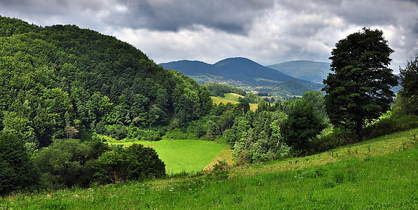 green grass and trees thumbnail