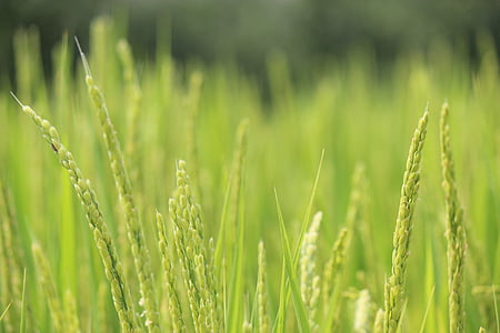 green grass thumbnail