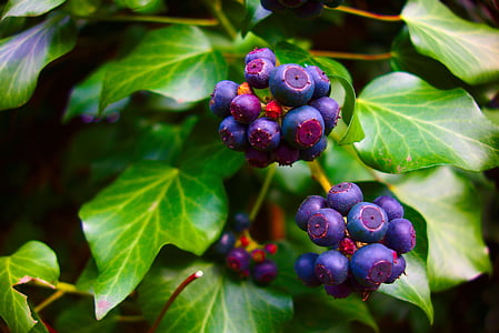 selective focus photo of round blue fruits thumbnail