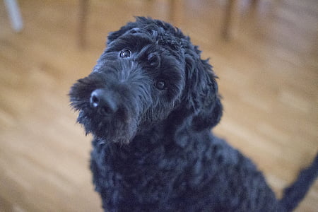 long-coated black doog thumbnail