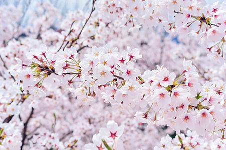pink-and-white cherry blossoms in bloom close up photo thumbnail