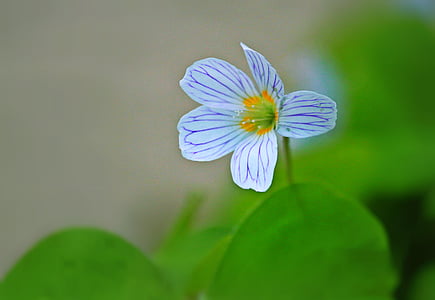 selective focus photography of white and purple 5-petaled flower thumbnail