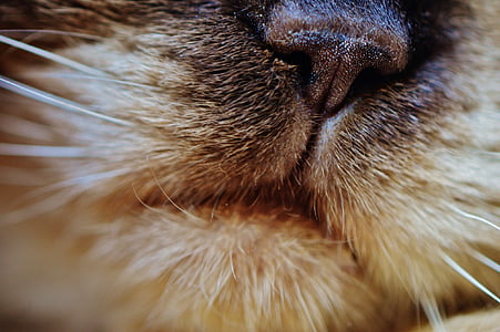 close-up photo of feline's mouth thumbnail