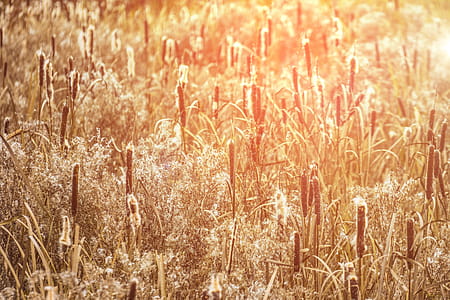 Wheat Field thumbnail