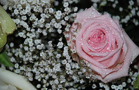 pink rose with white flowers thumbnail