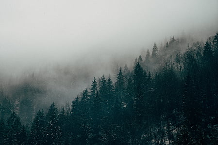 pine trees with fogs thumbnail
