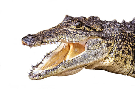 brown alligator thumbnail