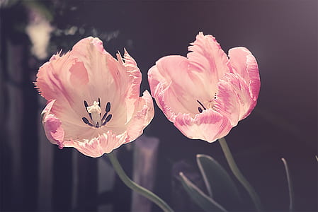 two pink flower photo thumbnail