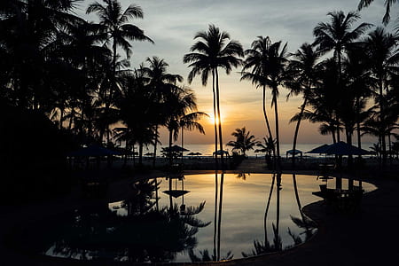 silhouette photo of coconut trees near beach thumbnail