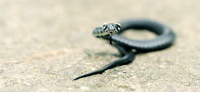 selective focus photography of black snake on ground thumbnail
