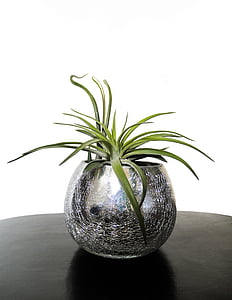 potted green snake plant thumbnail