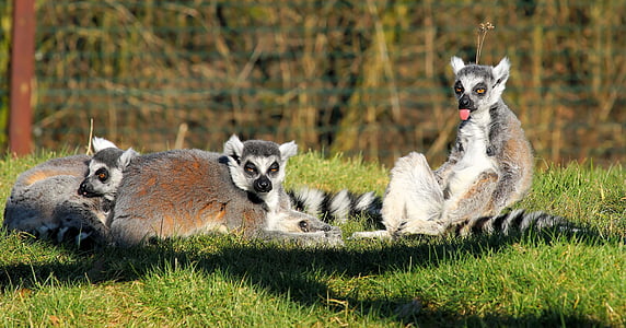 three lemurs laying on green grass thumbnail