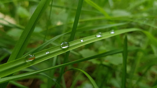 nature, water, garden, grass thumbnail