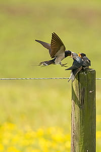 three birds on gray stick thumbnail