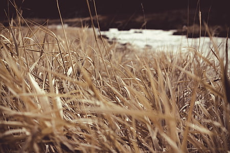 green-grass field thumbnail