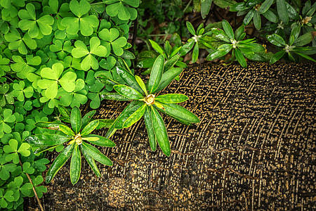 green leafed plant on ground thumbnail