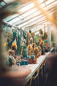 cacti on the table inside greenhouse thumbnail