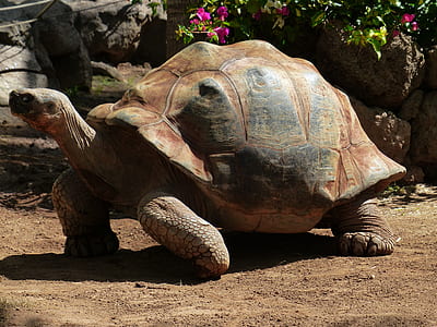 brown and gray tortoise thumbnail