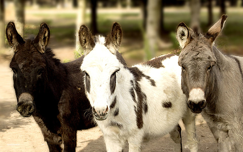 three assorted-color donkeys thumbnail