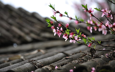 shallow focus of pink flowers thumbnail