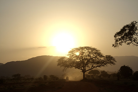 silhouette of forest at golden hour thumbnail