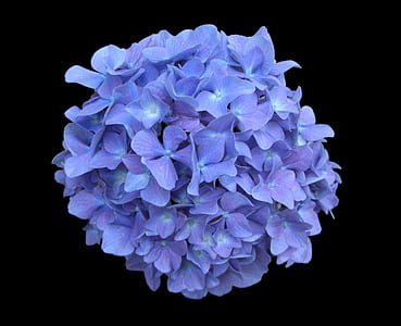 purple hydrangeas in bloom close-up photo thumbnail