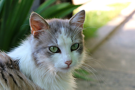 selective focus photography of white and gray cat on gray concrete surface thumbnail
