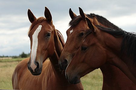 three brown horse on green field during daytime thumbnail