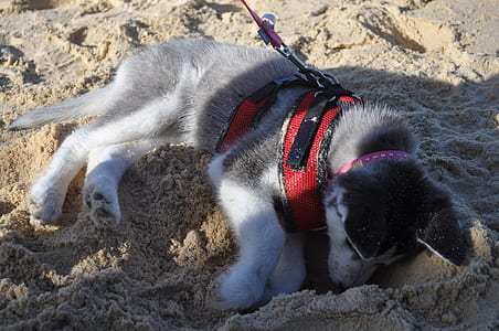 black and white Siberian husky puppy on the sand thumbnail